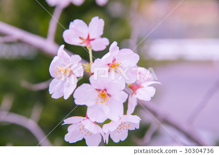 Cherry Blossoms	 30304736