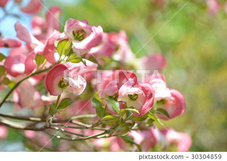 花叢的總苞片包圍小花的芽 30304859