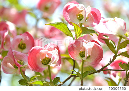 花叢的總苞片包圍小花的芽 30304860