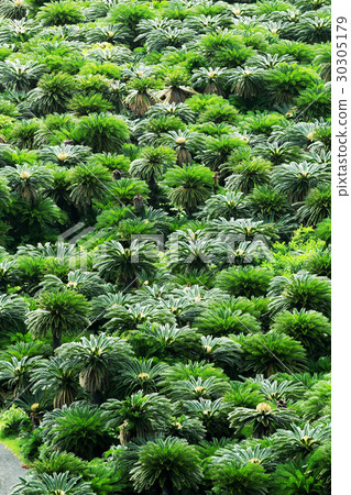 Amami Oshima Cycad Jungle 30305179