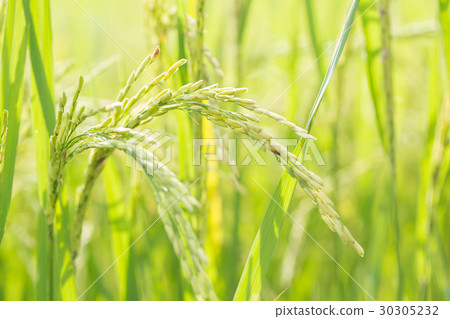 Rice in the field Rice in the field 30305232