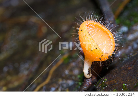 mushroom on twig mushroom on twig 30305234