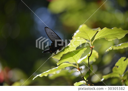 Musk and azalea tree 30305382