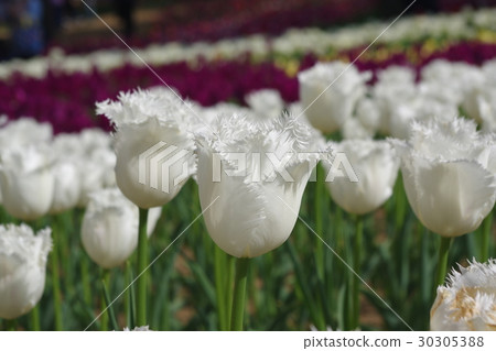 漂亮的白色鬱金香 30305388