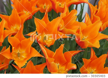嚼嘴唇花橙色02 嚼嘴唇花橙色02 30305403