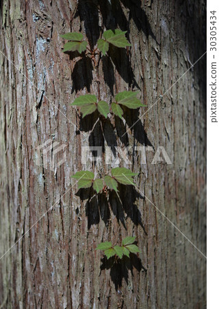 雪松大樹和葛 雪松大樹和葛 30305434