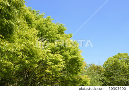 Fresh green flower Expo memorial park 30305600