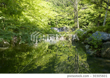 Fresh green flower Expo memorial park 30305601