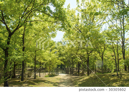 Fresh green flower Expo memorial park Fresh green flower Expo memorial park 30305602