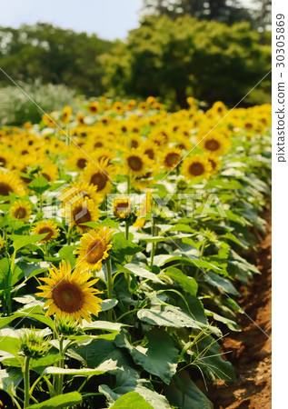 Sunflower field Sunflower field 30305869