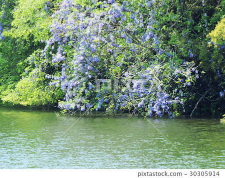 Wisteria flowers falling to Hattori Oike 30305914