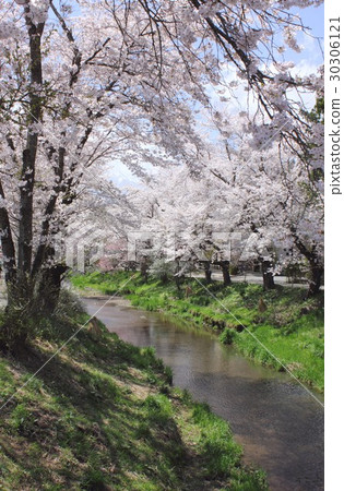 Cherry blossoms in full bloom blooming along Shonagawa, the new name of Oshino-mura, Yamanashi Prefecture 30306121