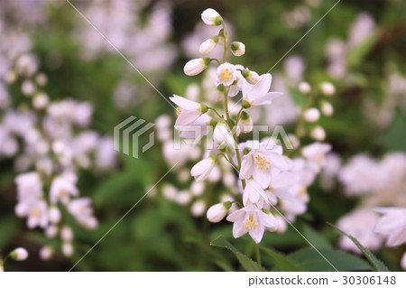 Baiyun tree Baiyun tree 30306148