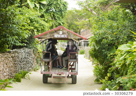 竹富島的牛 30306279