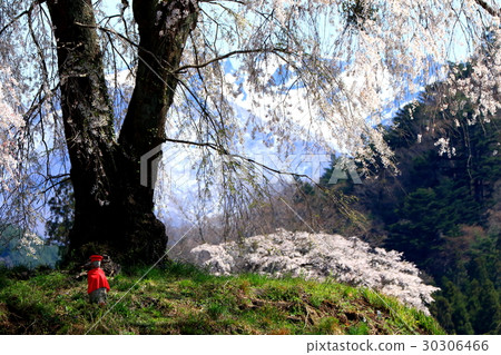 地藏櫻桃樹 地藏櫻桃樹 30306466