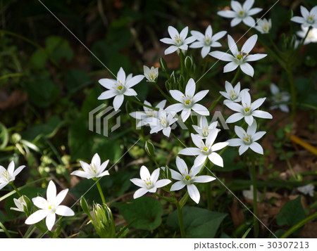 Ohnisogaram① 30307213