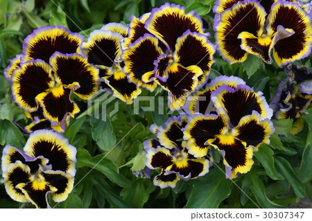 Pansy viola dark brown 30307347