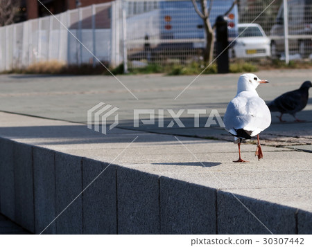 Gulls profile Gulls profile 30307442
