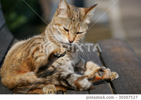 Stray cat Stray cat 30307527