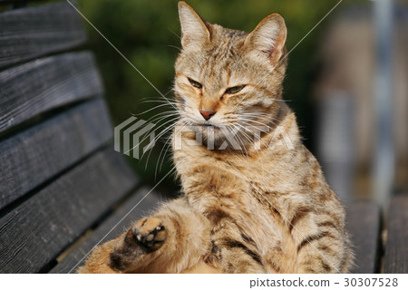 Stray cat Stray cat 30307528