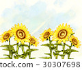 sunflower sunflower 30307698