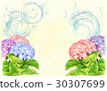 hydrangea hydrangea 30307699