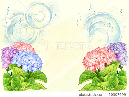 繡球 繡球 30307699