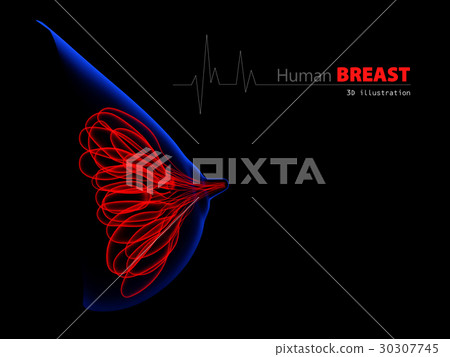 anatomy the female breast black background 30307745