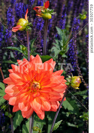 Dense red Dahlia blossom 30307759