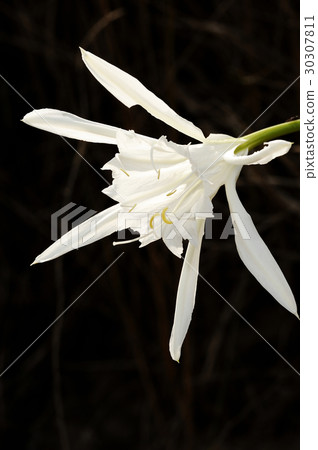 Large white flower Pancratium maritimum 30307811