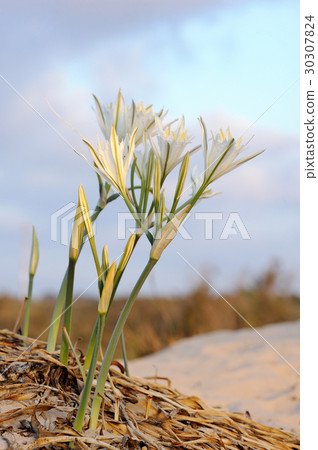 Large white flower Pancratium maritimum 30307824