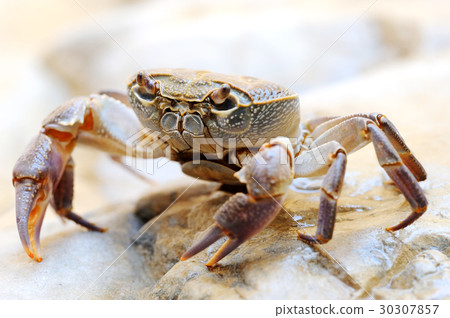 Freshwater land crab 30307857