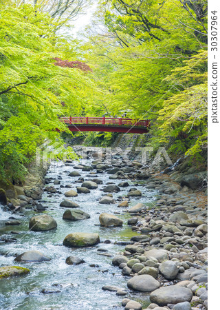 Shuzenji的新鮮綠和Katsuragawa 30307964