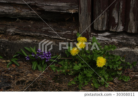 Dandelion blooming Dandelion blooming 30308011