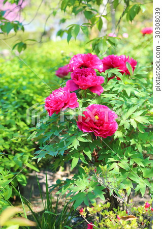 按鈕花 按鈕花 30308039