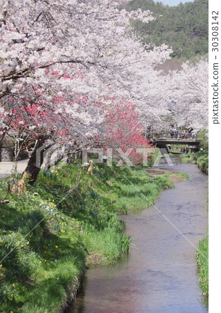 Yamanashi prefecture Oshino village's new name Sho River and cherry blossoms in full bloom Yamanashi prefecture Oshino village's new name Sho River and cherry blossoms in full bloom 30308142