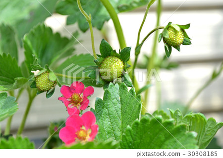 Strawberry red flowers Strawberry red flowers 30308185