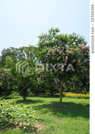 Masumi hillside park in the summer 30308366
