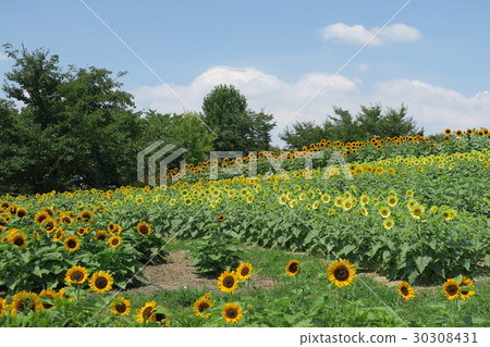 Masumi山坡公園在夏天 Masumi山坡公園在夏天 30308431