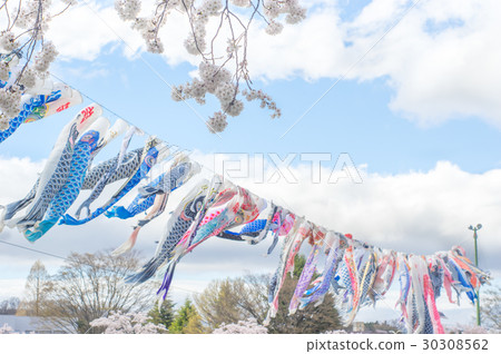 Koinobori and cherry blossoms 30308562
