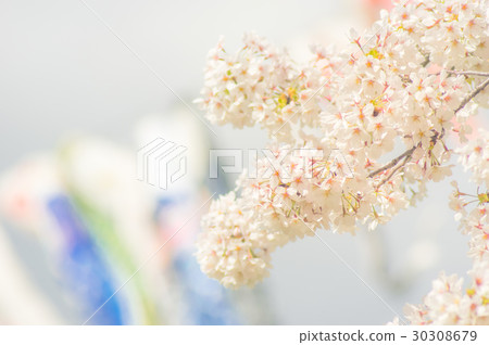 Koinobori and cherry blossoms 30308679