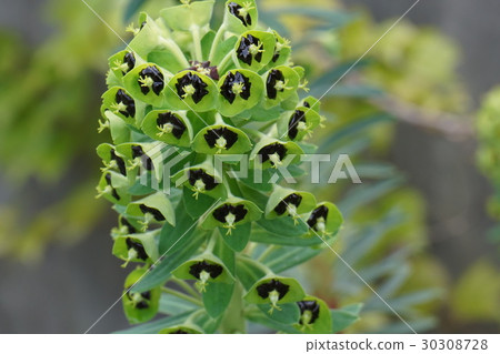 Euphorbia floret Euphorbia floret 30308728