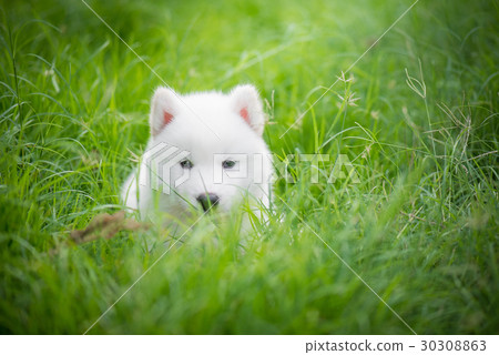 siberian husky puppy playing on green grass siberian husky puppy playing on green grass 30308863