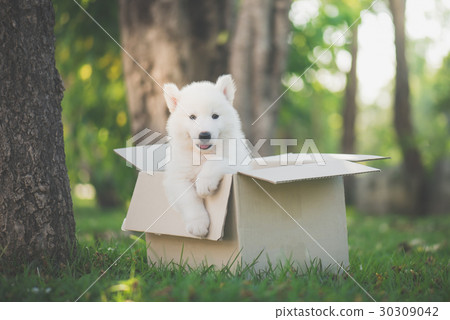 Cute siberian husky sitting in a box at the park Cute siberian husky sitting in a box at the park 30309042