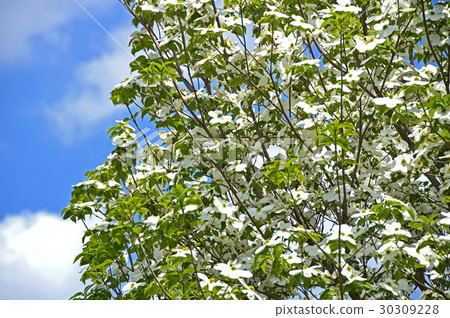 Dogwood (flower wood) 30309228