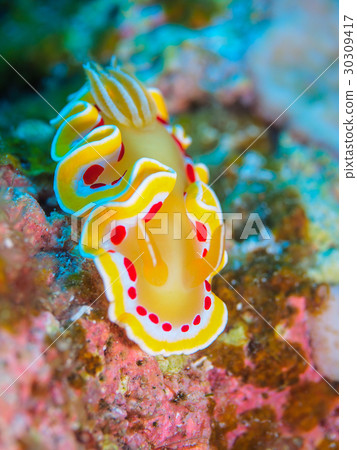 Nuushi Nuushi 30309417