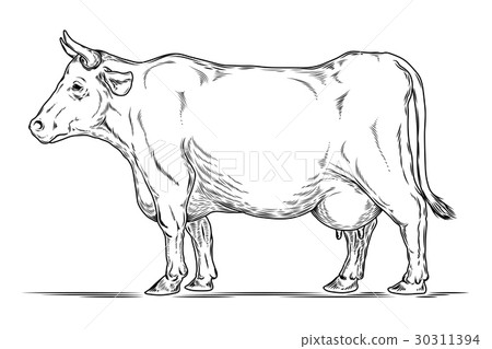 Vector retro illustration of a cow. 30311394