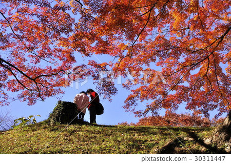 Couple in autumn leaves Couple in autumn leaves 30311447