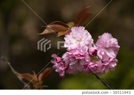 Close-up of double-bloom cherry blossoms in full bloom 30311943
