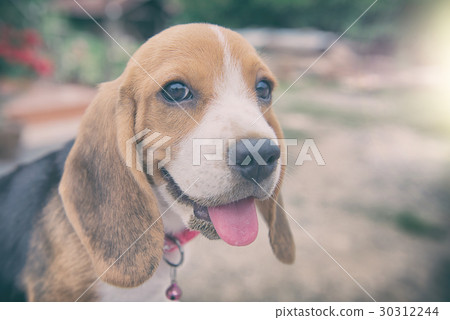 Beagle puppy  30312244